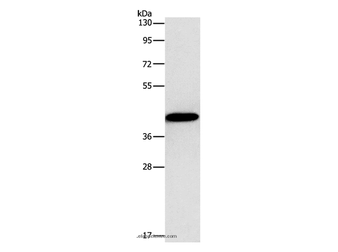 Connexin-45 Polyclonal Antibody
