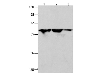 DNAJC7 Polyclonal Antibody