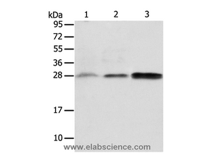 ALKBH2 Polyclonal Antibody