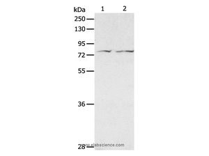 ADAM20 Polyclonal Antibody