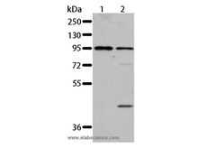 AKAP8L Polyclonal Antibody