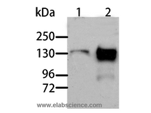 AOX1 Polyclonal Antibody