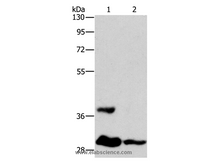 ANKRD54 Polyclonal Antibody