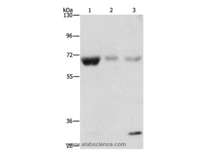 NAE1 Polyclonal Antibody
