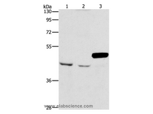 ARMCX3 Polyclonal Antibody