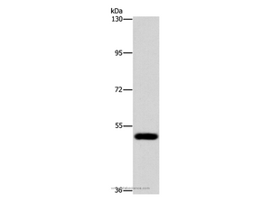 ATG4C Polyclonal Antibody