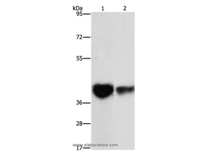 IDH3G Polyclonal Antibody
