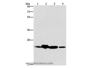 THOC7 Polyclonal Antibody