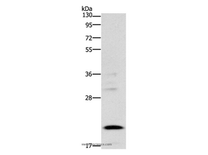 BNIP3 Polyclonal Antibody