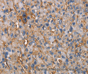 CD73 Polyclonal Antibody