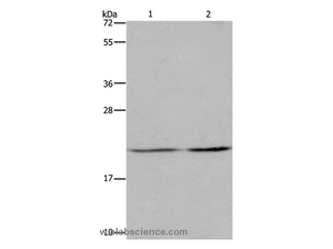 ASF1A Polyclonal Antibody