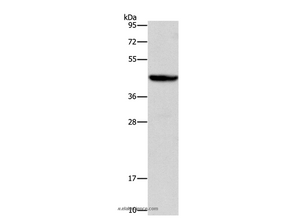 ORM2 Polyclonal Antibody