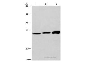 VWA5A Polyclonal Antibody