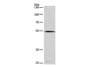 BLK Polyclonal Antibody