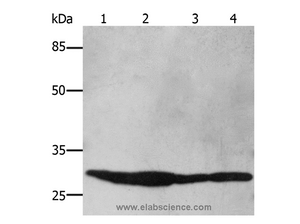 14-3-3 beta/alpha Polyclonal Antibody
