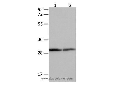 14-3-3 beta/alpha Polyclonal Antibody
