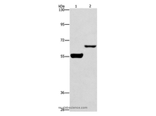 CDC25B Polyclonal Antibody