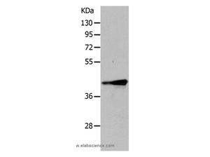 TRIM63 Polyclonal Antibody
