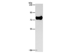 SYN1 Polyclonal Antibody