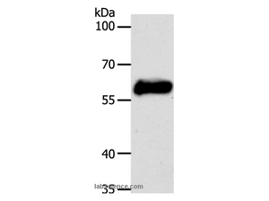 CK-10 Polyclonal Antibody