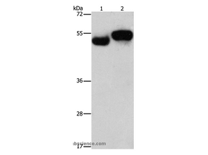AMZ1 Polyclonal Antibody