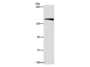 ARHGEF11 Polyclonal Antibody