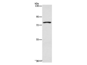 SENP1 Polyclonal Antibody