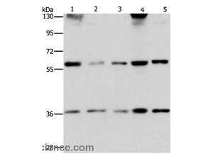 STK4 Polyclonal Antibody