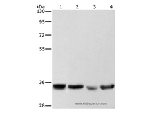 AIMP1 Polyclonal Antibody