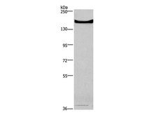 GPR124 Polyclonal Antibody