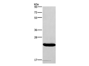 IFNA16 Polyclonal Antibody