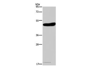 KCNG2 Polyclonal Antibody