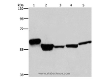 MFSD2A Polyclonal Antibody