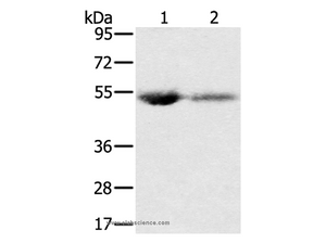 SLC13A3 Polyclonal Antibody