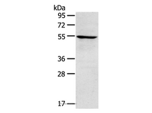 TRIM22 Polyclonal Antibody
