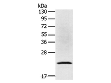 TP53I11 Polyclonal Antibody
