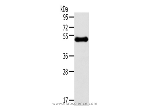 RHCE Polyclonal Antibody