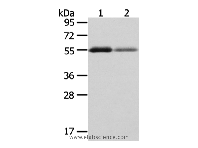 XKR3 Polyclonal Antibody