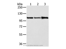 AP2A1 Polyclonal Antibody