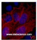 V5-Tag Monoclonal Antibody