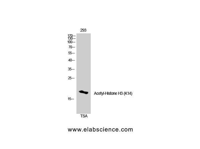 Acetyl-Histone H3 (Lys14) Polyclonal Antibody