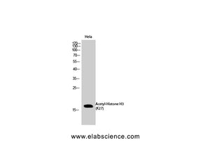 Acetyl-Histone H3 (Lys27) Polyclonal Antibody