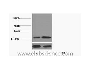 Acetyl-Histone H2B (Lys15) Polyclonal Antibody