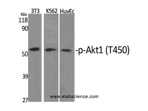 Phospho-AKT1 (Thr450) Polyclonal Antibody
