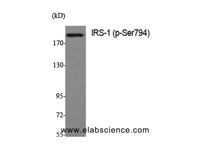 Phospho-IRS1 (Ser794) Polyclonal Antibody