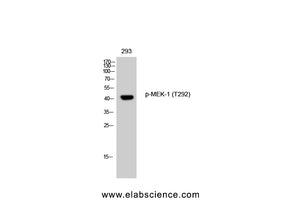 Phospho-MAP2K1 (Thr292) Polyclonal Antibody