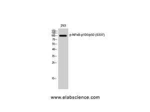 Phospho-NF?B-p105/p50 (Ser337) Polyclonal Antibody