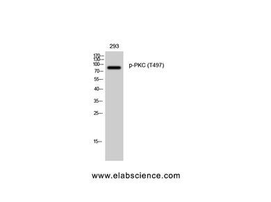 Phospho-PKC (Thr497) Polyclonal Antibody