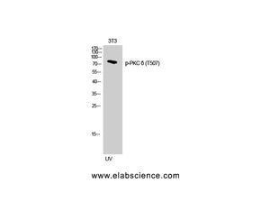 Phospho-PKC delta (Thr507) Polyclonal Antibody