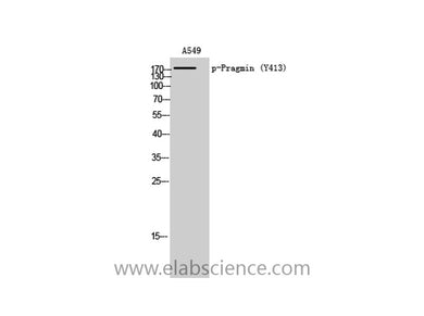 Phospho-PRAG1 (Tyr413) Polyclonal Antibody